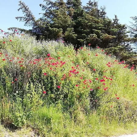 Semesterbostad 6 Person In Blokhus-by Traum